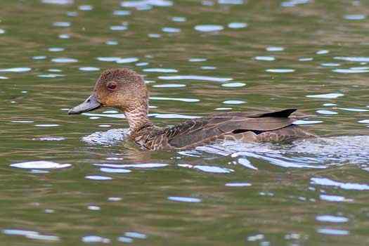 duck swimming