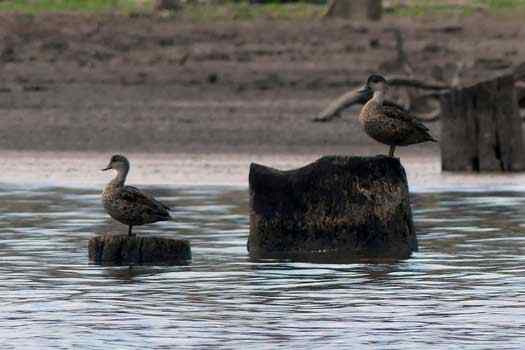 two ducks on water