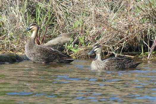 Birds on water