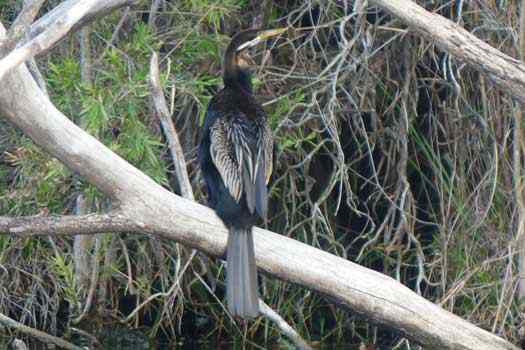 Bird on a tree