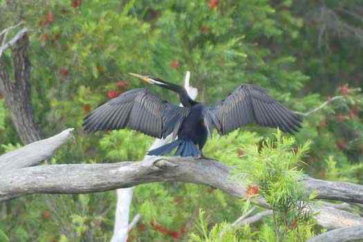 Bird spreading its wings