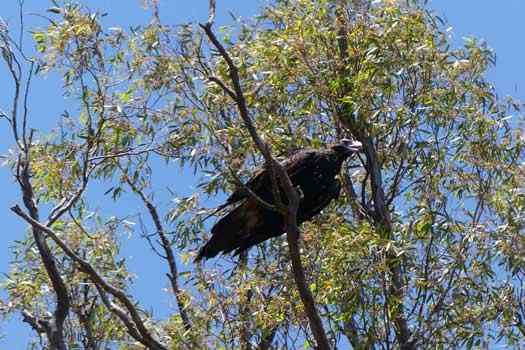 bird in a tree