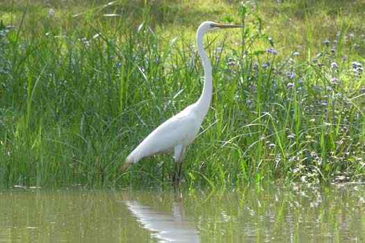 Bird in water