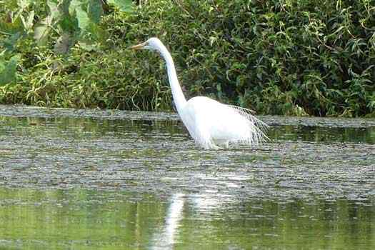 Bird in water