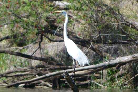 Bird in water