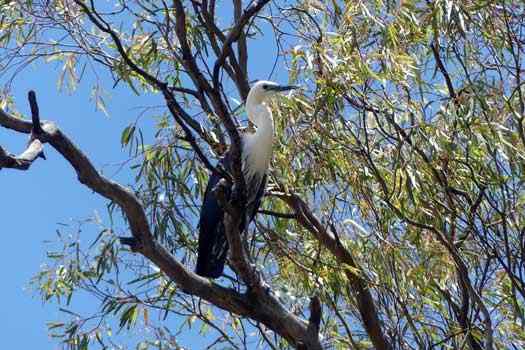 Bird in a tree