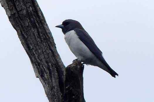 bird on a dead tree branch