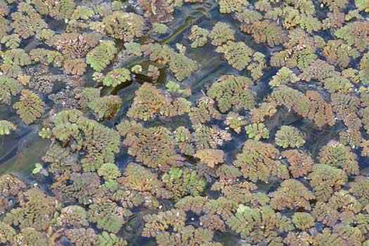 Bird feeding from the water