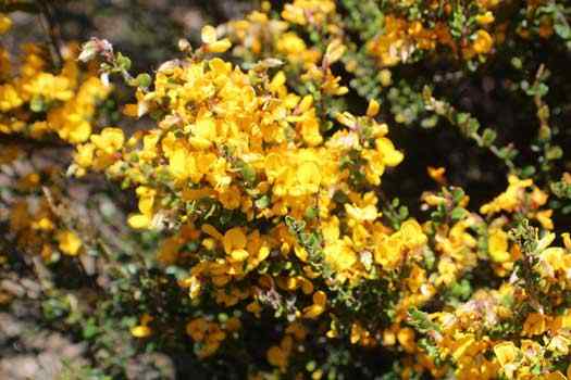 shrub in flower