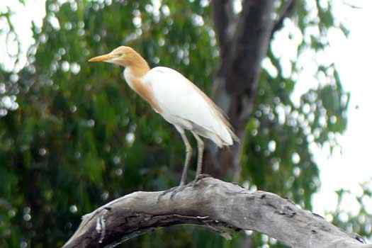 Bird on branch