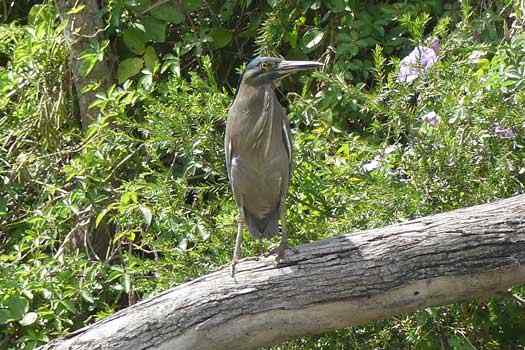 Bird in a tree