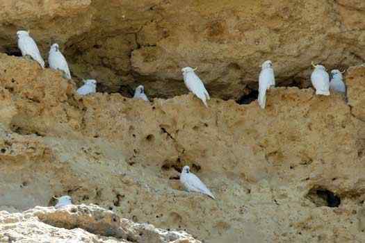 Birds on a cliff