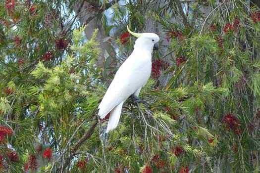 Bird in a tree