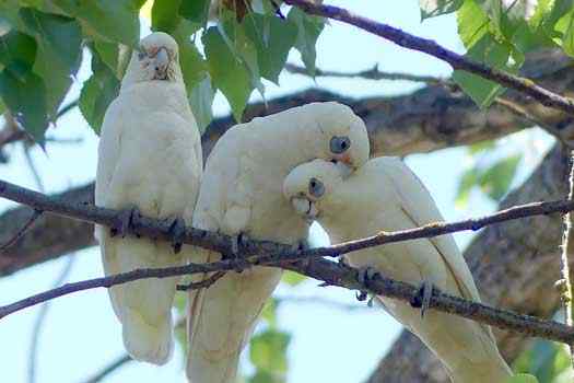 Birds in a tree