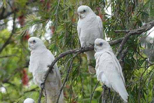 Bird on a tree