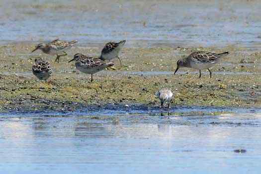 Birds on ground