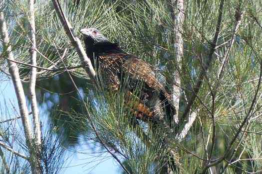 Bird in a tree