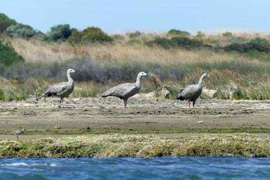 Birds on water&#039;s edge