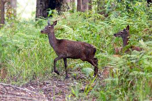 Red Deer