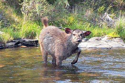 Sambar Deer