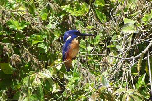 Bird in a tree