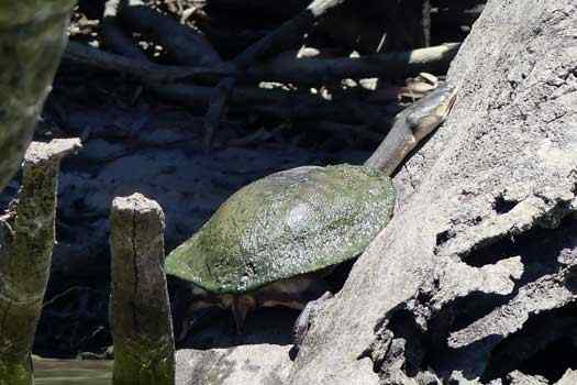 Eastern Snake-necked Turtle