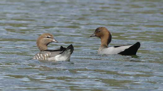 ducks