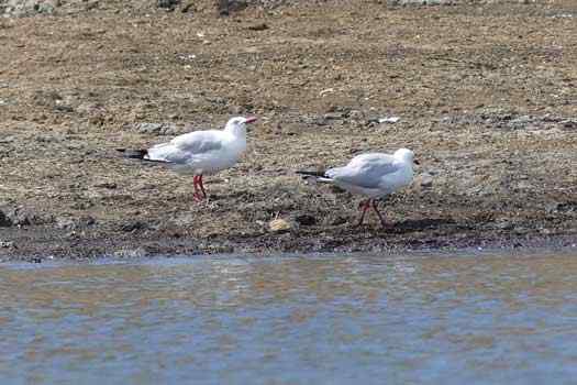 seagulls by the water