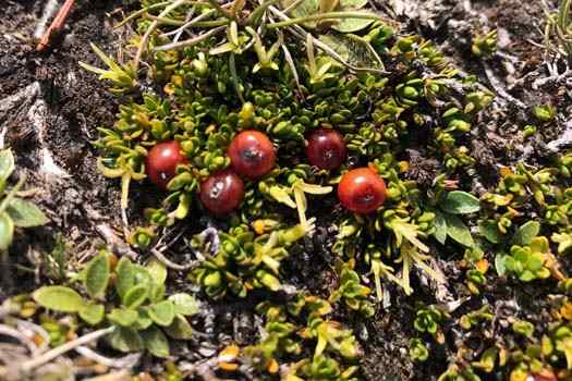 Small customs of plants with red berries