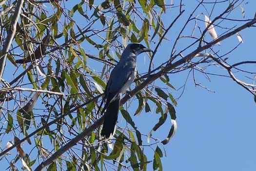 Black-faced cuckooshrike watching me pass by Bird in a tree