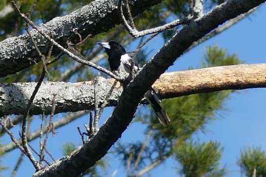 Bird in a tree