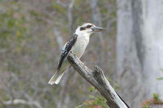 Bird in a tree