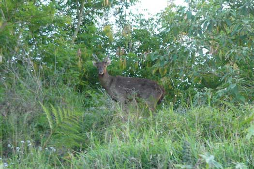 Fallow Deer