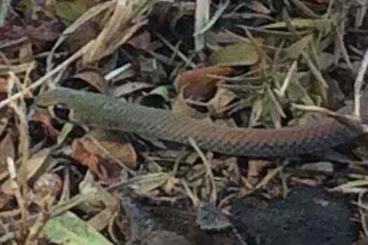 Closeup of a small snake&#039;s head