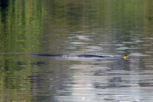 Snake swimming in the river
