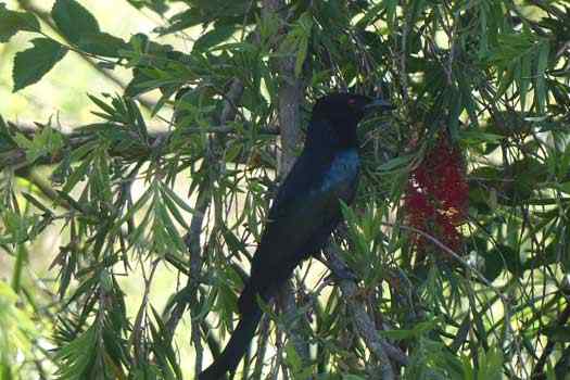 Bird in a tree