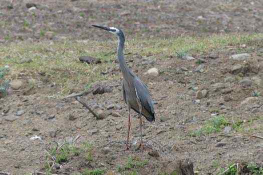 Bird on shoreline