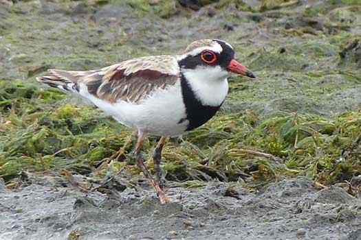 bird on shore