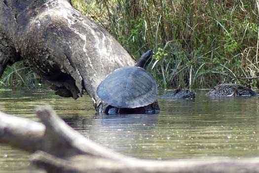 Murray Turtle