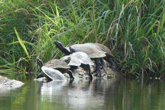 Turtles on log