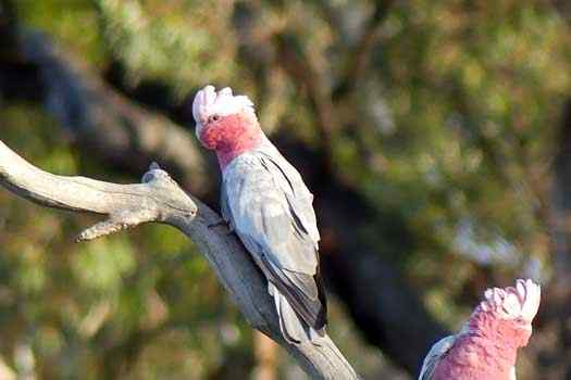 Birds on a tree