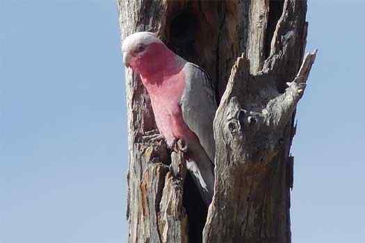 Bird in a tree