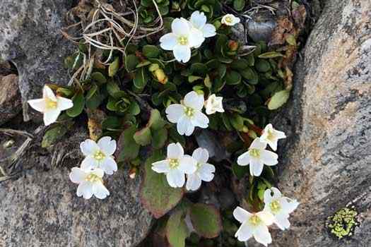 Small customs of plants among some stones