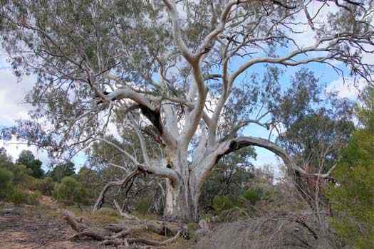 Large tree