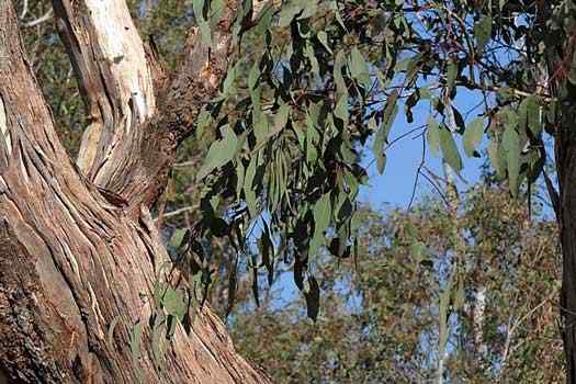 Bark and leaves