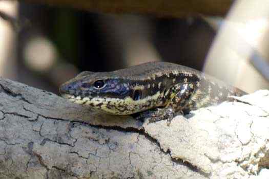 Eastern Water Skink