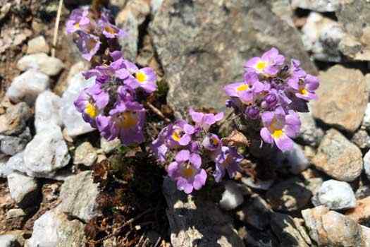 Small flowers