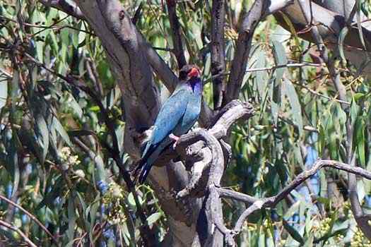 Bird on a tree