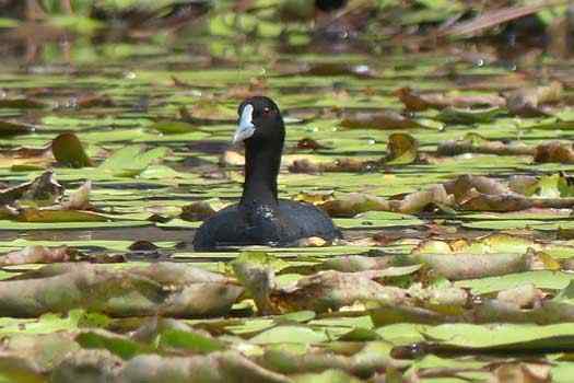 bird on water lilies