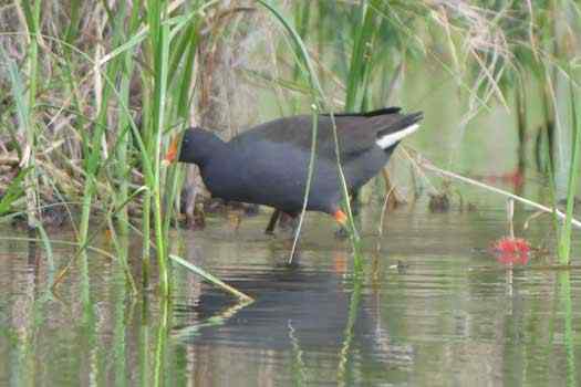 bird by shoreline